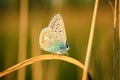 Polyommatus Icarus, Common Blue, is a butterfly in the family Lycaenidae. Beautiful butterfly sitting on flower. Royalty Free Stock Photo