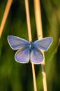 Polyommatus Icarus, Common Blue, is a butterfly in the family Lycaenidae. Beautiful butterfly sitting on flower.