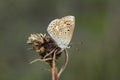 Polyommatus icarus, Common Blue butterfly from Lower Saxony, Germany