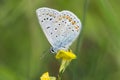 Polyommatus icarus the common blue butterfly macro