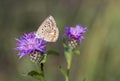 Polyommatus icarus Royalty Free Stock Photo