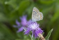 Polyommatus icarus Royalty Free Stock Photo