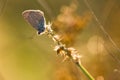 Polyommatus icarus