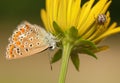 Polyommatus icarus and Metellina segmentata Royalty Free Stock Photo