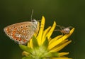 Polyommatus icarus and Metellina segmentata Royalty Free Stock Photo