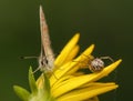 Polyommatus icarus and Metellina segmentata