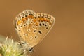Polyommatus icarus is a small butterfly in the family Lycaenidae Royalty Free Stock Photo