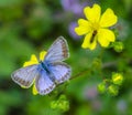 Polyommatus icarus Royalty Free Stock Photo