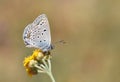 Polyommatus loewii , the large jewel blue butterfly on flower