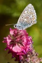 Polyommatus Lysandra bellargus butterfly on a pink flower Royalty Free Stock Photo