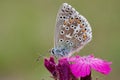 Polyommatus Lysandra bellargus on pink flower Royalty Free Stock Photo