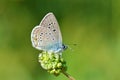 Polyommatus semiargus , The Mazarine blue butterfly , butterflies of Iran