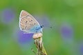 Polyommatus semiargus , The Mazarine blue butterfly , butterflies of Iran