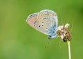 Polyommatus semiargus , The Mazarine blue butterfly , butterflies of Iran