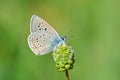 Polyommatus semiargus , The Mazarine blue butterfly on flower