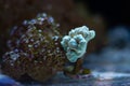 Polyp of healthy candy cane coral, animal propagation in nano reef marine aquarium, LED actinic blue light, live rock