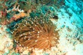 Polyped stony corals with transparent shrimps Royalty Free Stock Photo