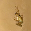 Polypedates cruciger, whipping frog sticks to a wall