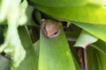 Polypedates leucomystax in the axils of Bromeliads