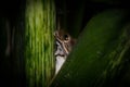 Polypedates leucomystax Common Tree Frog is an amphibian in the Old World Tree Frog family. It relates to fresh water sources. Royalty Free Stock Photo