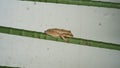 Polypedates leucomystax (common tree frog) Royalty Free Stock Photo