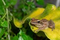 A Polypedates leucomystax, commonly called Striped tree frog, perches on leaf Royalty Free Stock Photo