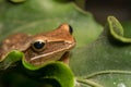 A Polypedates leucomystax, commonly called Striped tree frog, perches on leaf Royalty Free Stock Photo