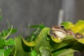 A Polypedates leucomystax, commonly called Striped tree frog, perches on leaf Royalty Free Stock Photo