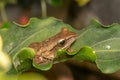 A Polypedates leucomystax, commonly called Striped tree frog, perches on leaf Royalty Free Stock Photo