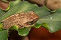 A Polypedates leucomystax, commonly called Striped tree frog, perches on leaf Royalty Free Stock Photo