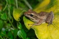 A Polypedates leucomystax, commonly called Striped tree frog, perches on leaf Royalty Free Stock Photo