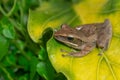 A Polypedates leucomystax, commonly called Striped tree frog, perches on leaf Royalty Free Stock Photo