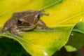 A Polypedates leucomystax, commonly called Striped tree frog, perches on leaf Royalty Free Stock Photo