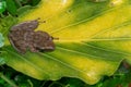 A Polypedates leucomystax, commonly called Striped tree frog, perches on leaf Royalty Free Stock Photo