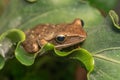 A Polypedates leucomystax, commonly called Striped tree frog, perches on leaf Royalty Free Stock Photo