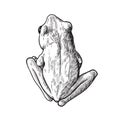 Polypedates leucomystax - Four-lined Tree Frog ,Hand drawn illustration