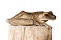 Polypedates leucomystax, Golden tree frog ,Common tree frog, stay on timber isolated white background Royalty Free Stock Photo