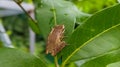 Polypedates megacephalus, the Hong Kong whipping frog or spot-legged tree frog, is a species in the shrub frog family.