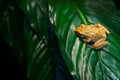 Polypedates megacephalus, Spot-legged Hong Kong Whipping Frog in the forest habitat. Frog sitting on the green leave. Asian Amphib