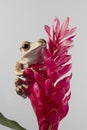 Polypedates otilophus closeup on red flower