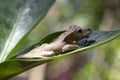 Polypedates otilophus on green leaves Royalty Free Stock Photo