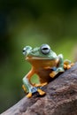 Black-webbed tree frog on a tree trunk