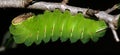 Polyphemus caterpillar larval form of polyphemus moth