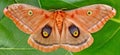 Polyphemus Moth Royalty Free Stock Photo