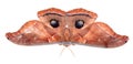 Polyphemus Moth