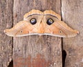 Polyphemus Moth Royalty Free Stock Photo