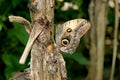 Polyphemus moth - Brown moth with spots on its wings Royalty Free Stock Photo
