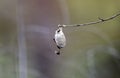 Polyphemus moth cocoon, Georgia, USA