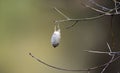 Polyphemus moth cocoon, Georgia, USA