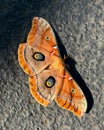 Polyphemus moth with eyespots in bright sunlight Royalty Free Stock Photo